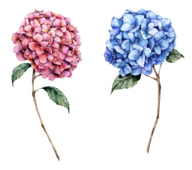 Sulu boya pembe ve mavi ortanca küme. El çiçek yaprakları ve beyaz arka plan üzerinde izole şube ile boyalı. Doğa botanik Gösterim amacıyla tasarım, yazdırma. Gerçekçi hassas bitki.