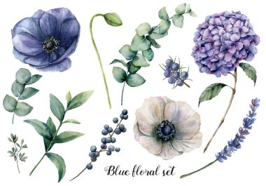 Hand painted blue floral elements. Watercolor botanical illustration with anemone, hydrangea flowers, lavender, juniper, berries and eucalyptus leaves isolated on white background.   clipart