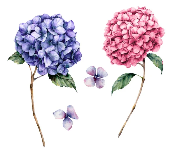 Aquarell-Hortensienset rosa und violett. handgemalte Blumen mit Blättern und Zweigen isoliert auf weißem Hintergrund. Natur botanische Illustration für Design, Druck. realistische zarte Pflanze. — Stockfoto