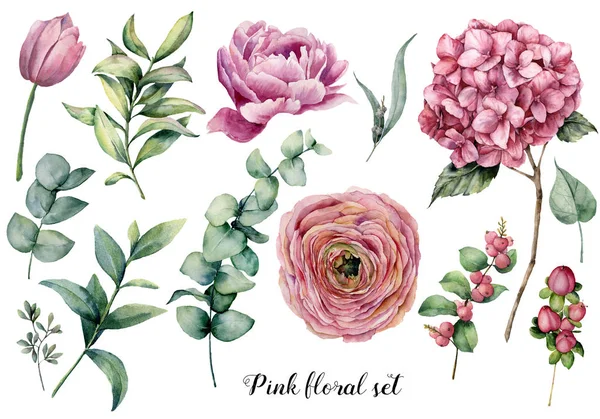 手绘花卉元素。水彩植物学插图与牧场, 郁金香, 牡丹, 绣球花, 浆果和桉树叶隔离在白色的背景。设计的自然对象 — 图库照片