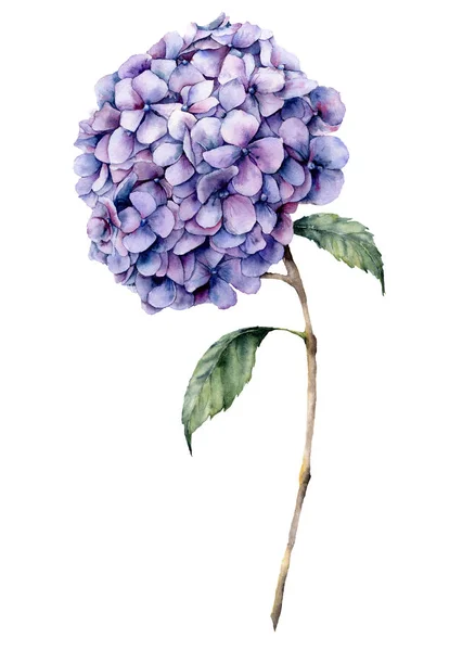 Watercolor violet hydrangea. Hand painted blue flower with leaves and branch isolated on white background.  Nature botanical illustration for design, print. Realistic delicate plant. — Stock Photo, Image