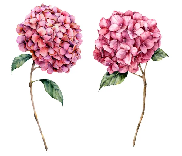 Aquarell rosa Hortensien Set vorhanden. handgemalte Blumen mit Blättern und Zweigen isoliert auf weißem Hintergrund. Natur botanische Illustration für Design, Druck. realistische zarte Pflanze. — Stockfoto