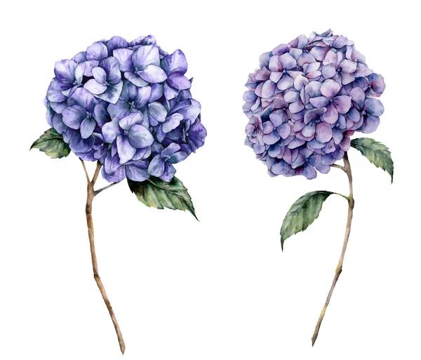 Set di ortensie blu acquerello. Fiori dipinti a mano con foglie e rami isolati su sfondo bianco. Illustrazione botanica naturalistica per il design, stampa. Pianta delicata realistica . — Foto Stock