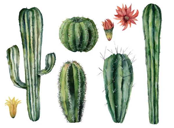 Sada akvarel kaktusy a květiny. Ručně malované dezert rostliny izolovaných na bílém pozadí. Botanická ilustrace pro design, tisk nebo karta — Stock fotografie