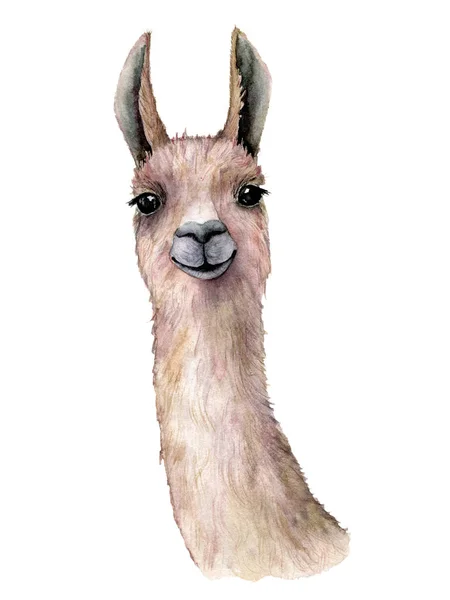 Carte aquarelle avec lama. Belle illustration peinte à la main avec animal isolé sur fond blanc. Pour la conception, l'impression, le tissu ou le fond . — Photo