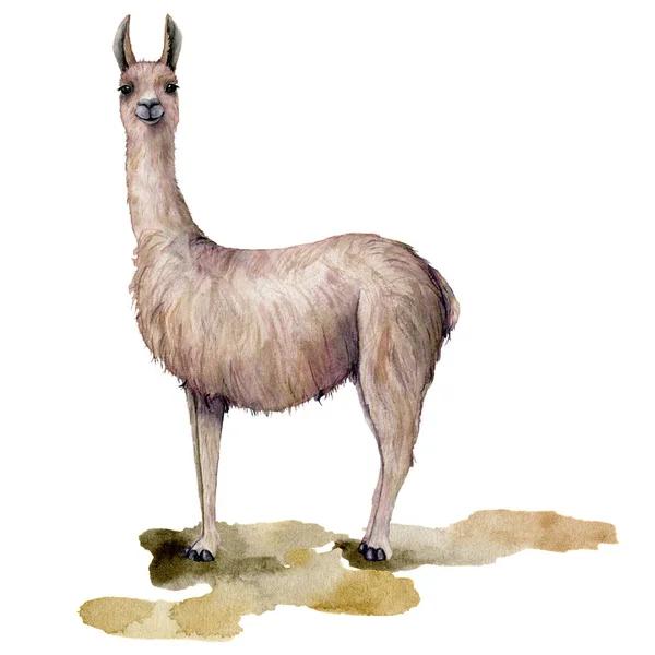 Aquarellkarte mit Lama steht auf dem Boden. Hand gemalte schöne Illustration mit Tier isoliert auf weißem Hintergrund. für Design, Druck, Stoff oder Hintergrund. — Stockfoto