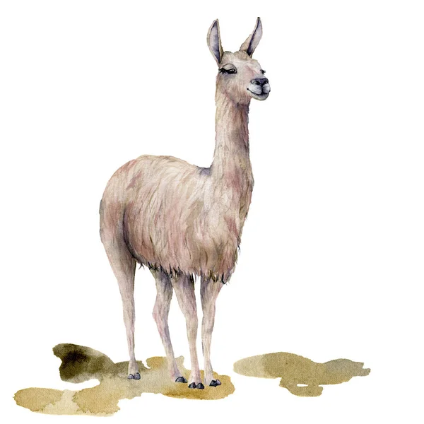 Carte aquarelle avec lama au sol. Belle illustration peinte à la main avec animal isolé sur fond blanc. Pour la conception, l'impression, le tissu ou le fond . — Photo