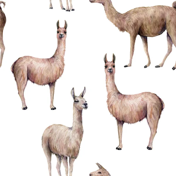 Akvarell sömlösa mönster med lamadjur. Handmålade vacker illustration med animaliskt isolerade på vit bakgrund. För design, print, tyg eller bakgrund. — Stockfoto
