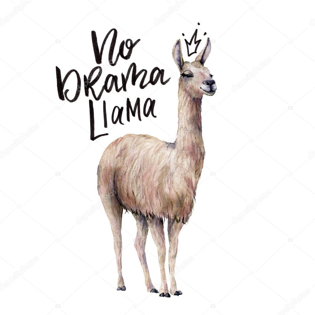 Watercolor No drama llama card with llama. Hand painted beautiful illustration with smiling animal and lettering isolated on white background. For design, print, fabric or background.