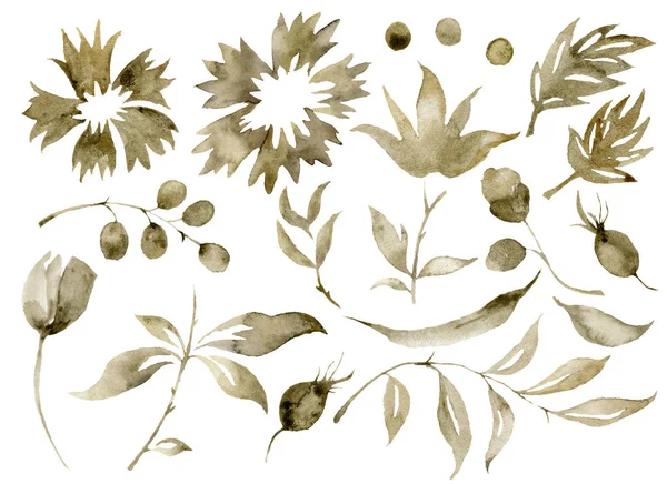 Conjunto de flores de sepia acuarela. Flores y bayas pintadas a mano con hojas de eucalipto y rama aisladas sobre fondo blanco para diseño, estampado o tela . — Foto de Stock