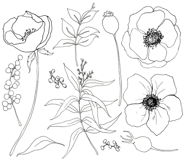 Colección de plantas dibujadas a mano con eucalipto y anémona. Conjunto botánico de flores y ramas con hojas de eucalipto aisladas sobre fondo blanco para diseño, estampado o tela . — Foto de Stock