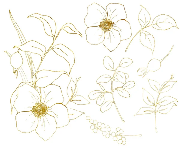 Goldener Sketch-Anemonensatz. handbemalte Blumen, Eukalyptusblätter, Beeren und Zweige isoliert auf weißem Hintergrund für Design, Druck oder Stoff. — Stockfoto