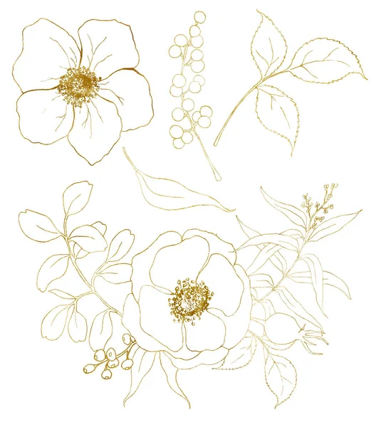 Állítsa be a Golden vázlat szellőrózsa-csokrot. Kézzel festett virágok, eukaliptusz levelek, bogyók és elszigetelt fehér háttér design, nyomtatási vagy szövet ág. — Stock Fotó