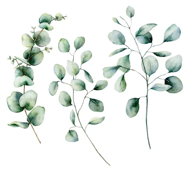 Aquarel eucalyptus set. Handgeschilderde baby, ontpit en Schijfzalm eucalyptus tak geïsoleerd op een witte achtergrond. Floral illustratie voor ontwerp, afdrukken, stof of achtergrond. — Stockfoto