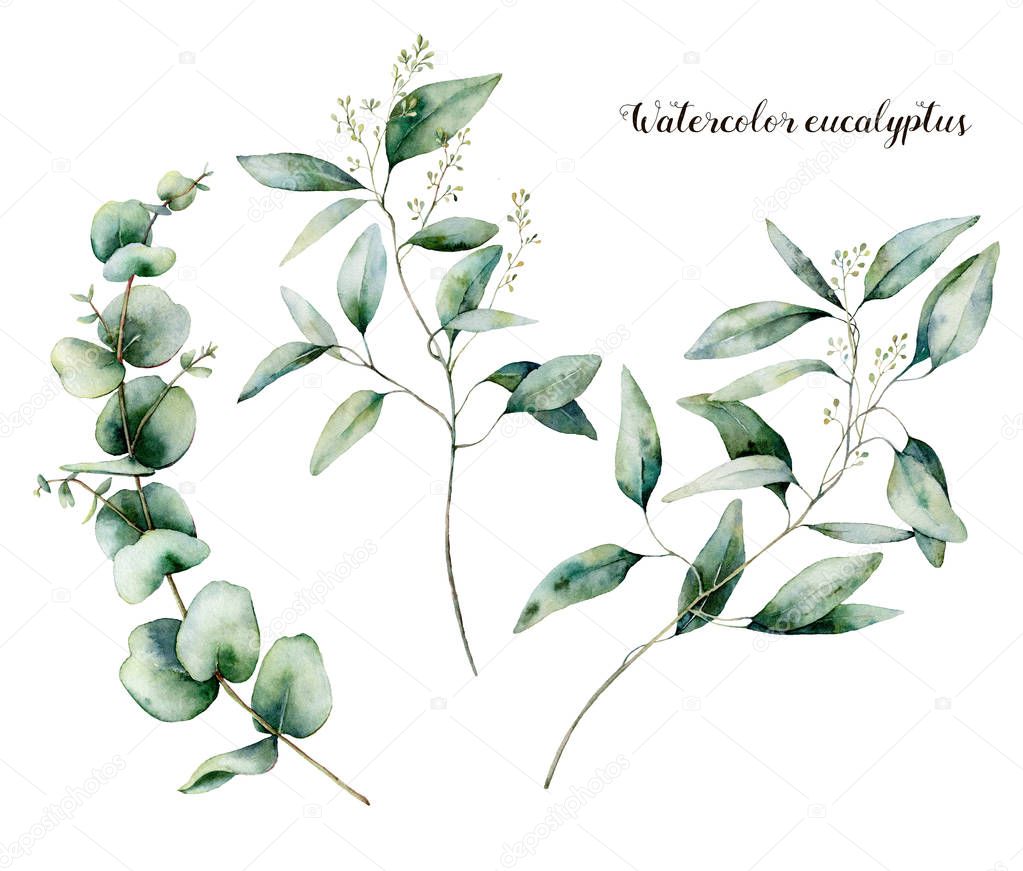 Watercolor seeded eucalyptus set. Hand painted eucalyptus branch and leaves isolated on white background. Floral illustration for design, print, fabric or background.