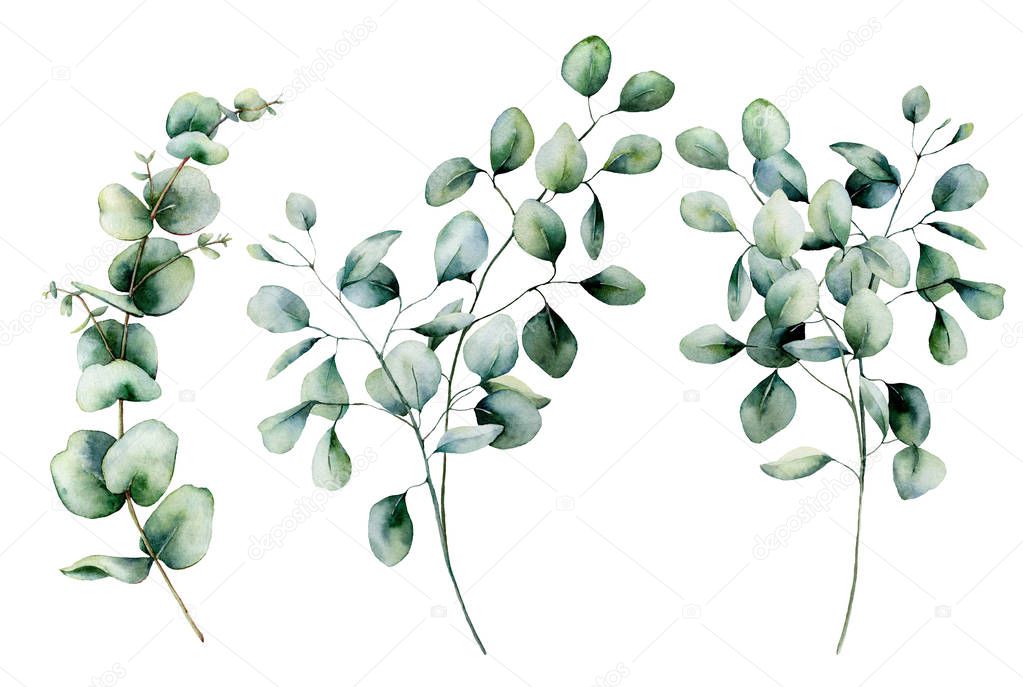 Watercolor seeded and silver dollar eucalyptus set. Hand painted eucalyptus branch and leaves isolated on white background. Floral illustration for design, print, fabric or background.