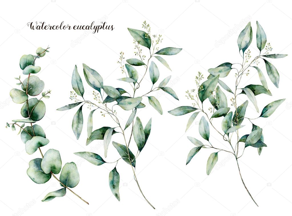Watercolor seeded and baby eucalyptus set. Hand painted eucalyptus branch and leaves isolated on white background. Floral illustration for design, print, fabric or background.