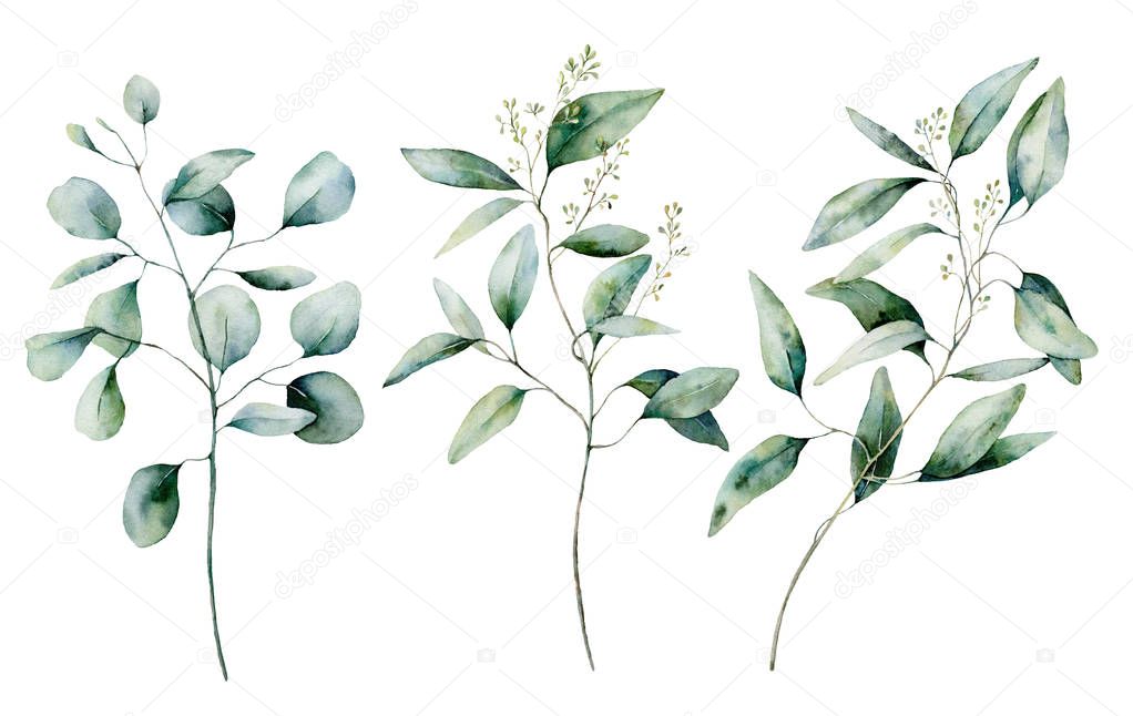 Watercolor silver dollar and seeded eucalyptus set. Hand painted eucalyptus branch and leaves isolated on white background. Floral illustration for design, print, fabric or background.
