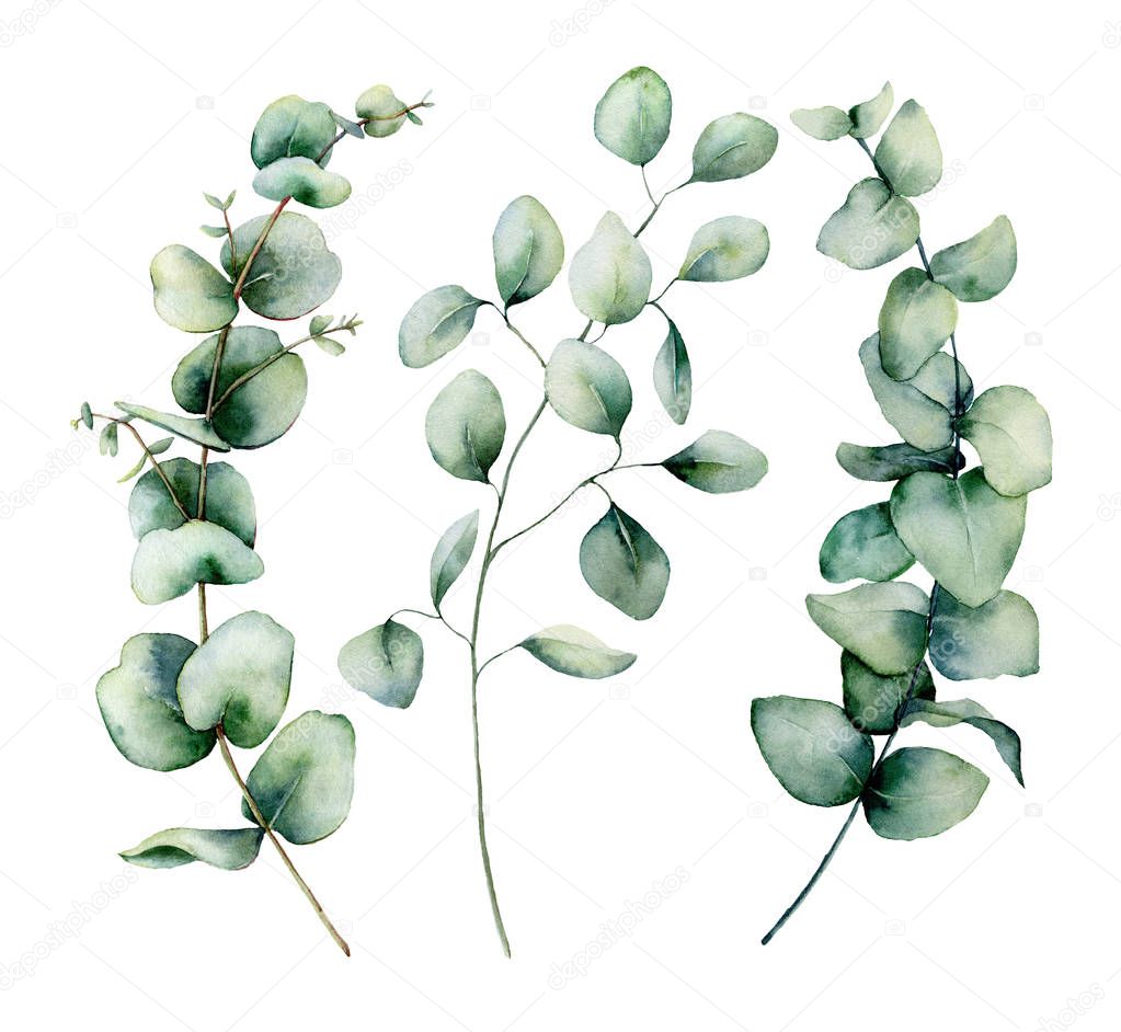 Watercolor silver dollar eucalyptus set. Hand painted baby, seeded and silver dollar eucalyptus branch isolated on white background. Floral illustration for design, print, fabric or background.