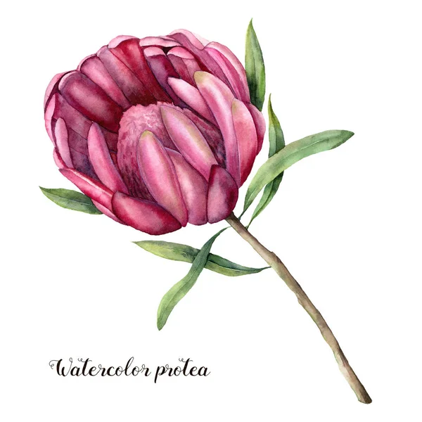 Ακουαρέλα βασίλισσας protea. Χειροποίητη ροζ λουλούδι με φύλλα και το υποκατάστημα που απομονώνονται σε λευκό φόντο. Φύση βοτανικό εικονογράφηση για το σχεδιασμό, εκτύπωση. Ρεαλιστική ευαίσθητο φυτό. — Φωτογραφία Αρχείου