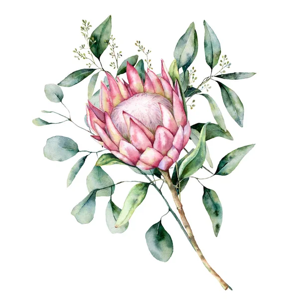 Watercolor protea bouquet with eucalyptus leaves. Hand painted pink flower with branch isolated on white background. Nature botanical illustration for design, print. Realistic delicate plant. — Stock Photo, Image