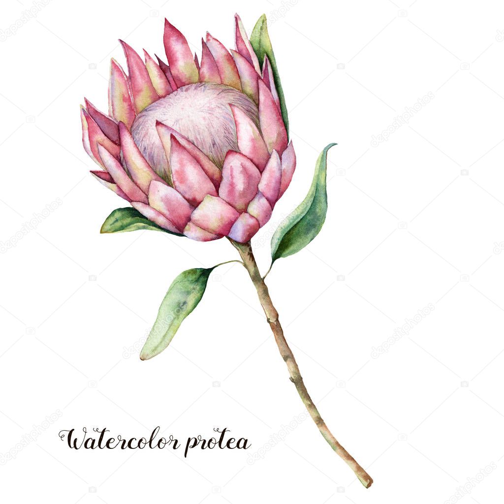 Watercolor king protea. Hand painted pink flower with leaves and branch isolated on white background. Nature botanical illustration for design, print. Realistic delicate plant.