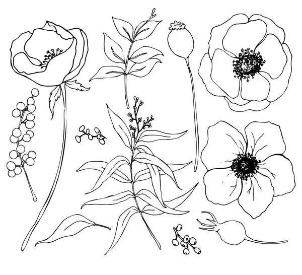 手のベクトル コレクションには、ユーカリおよびアネモネが付いている植物が描かれています。スケッチ花とデザイン、印刷または布の白い背景に分離されたユーカリの葉と枝の植物セット. — ストックベクタ