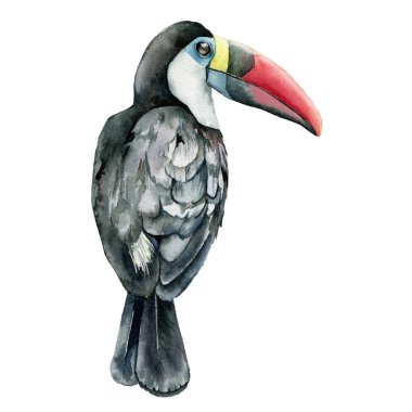 Suluboya toucan. El ile tropik kuş beyaz arka plan üzerinde izole illüstrasyon boyalı. Gösterim amacıyla tasarım, baskı, arka plan.