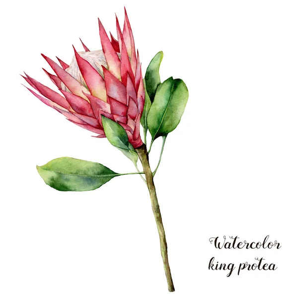 Aquarell-Illustration mit Königsprotea. Hand bemalte rosa Blume mit Blättern und Zweigen isoliert auf weißem Hintergrund. Natur botanische Illustration für Design, Druck. realistische zarte Pflanze. — Stockfoto