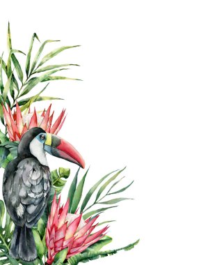 Suluboya tropikal toucan ve protea kartı. El boyalı kuş ve çiçek beyaz arka plan üzerinde izole. Doğa botanik gösterim amacıyla tasarım, yazdırma. Gerçekçi hassas bitki.