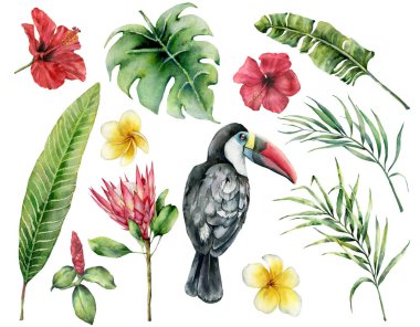 Suluboya tropikal yaprak ve toucan ayarlayın. El boyalı ebegümeci, plumeria, monstera protea izole üzerinde beyaz arka plan. Doğa botanik gösterim amacıyla tasarım, yazdırma. Gerçekçi hassas bitki.