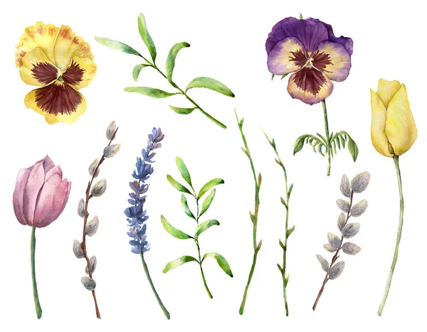 Akvarell tavaszi növények beállítása. Kézzel festett, árvácska, fűzfa, levendula, tulipán és a gyógynövények elszigetelt fehér background. Természet botanikai illusztráció tervezése, nyomtatása. Reális kényes növény. — Stock Fotó