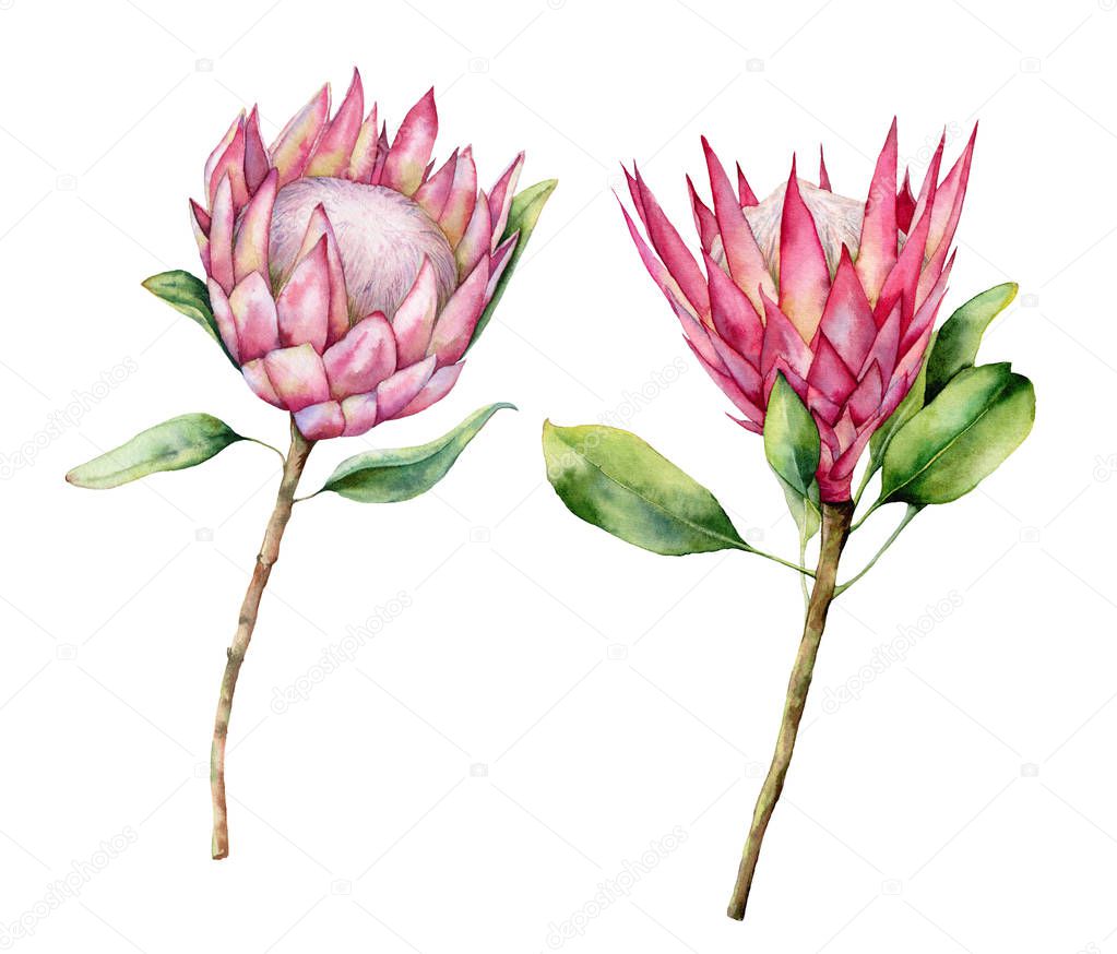 Watercolor two protea set. Hand painted pink flower illustration with leaves and branch isolated on white background. Nature botanical illustration for design, print. Realistic delicate plant.