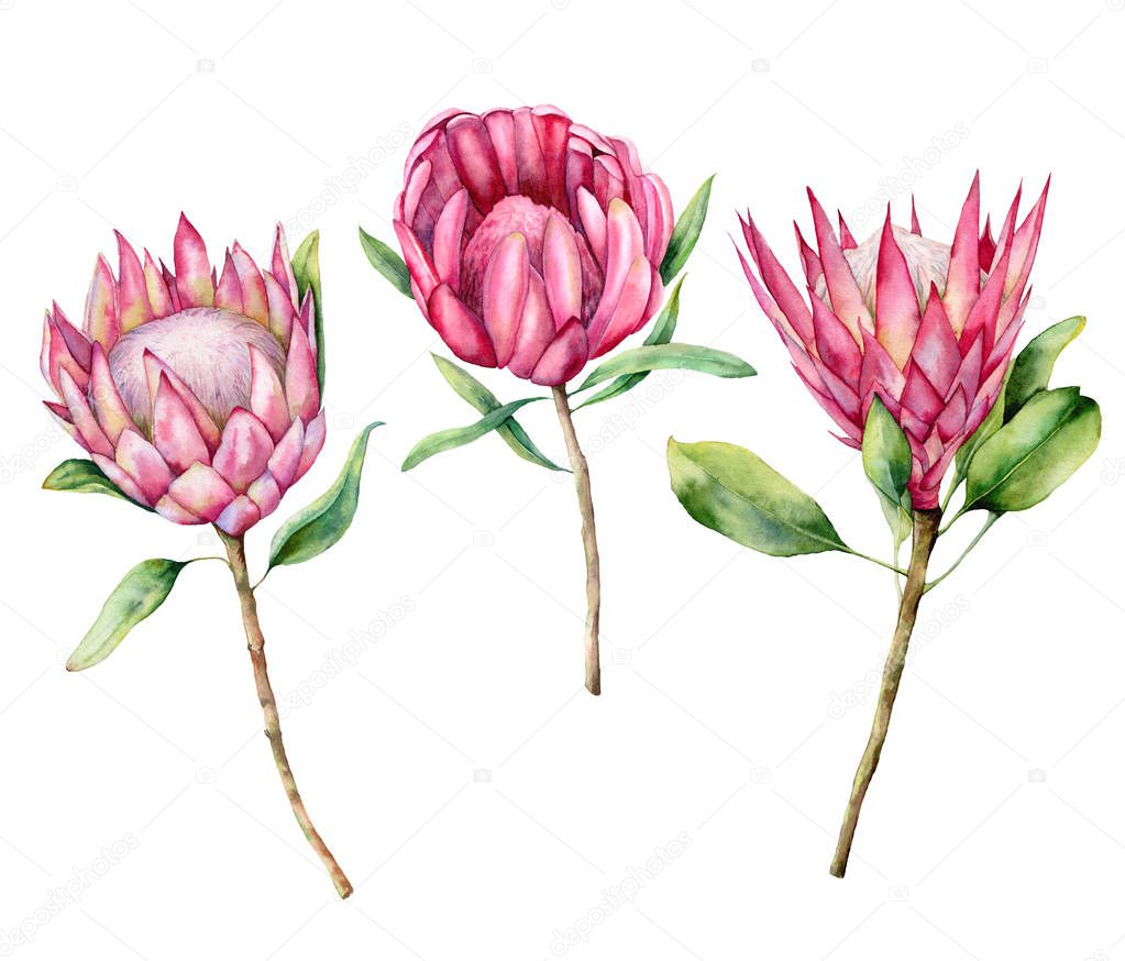 Watercolor three protea set. Hand painted pink flower illustration with leaves and branch isolated on white background. Nature botanical illustration for design, print. Realistic delicate plant.