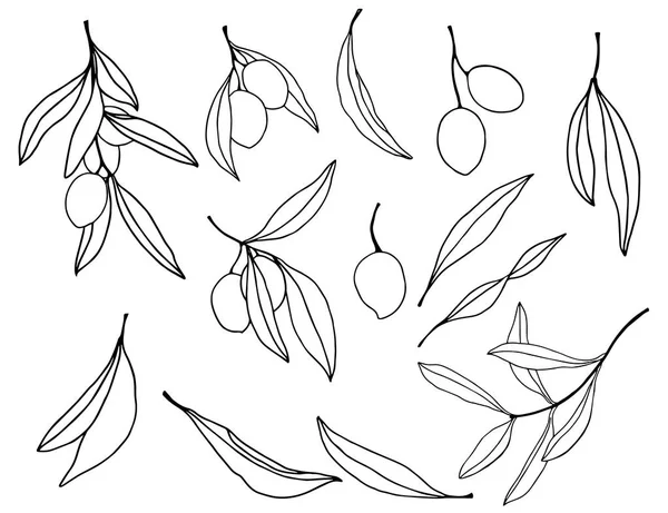 Aquarellzeichnung mit schwarzen Oliven, Zweigen und Blättern. Handbemaltes Blumenset. Illustration isoliert auf weißem Hintergrund für Design, Druck, Stoff oder Hintergrund. — Stockfoto