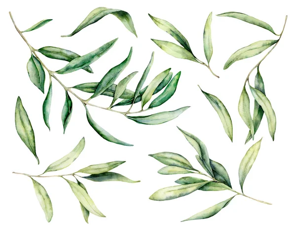 Акварель оливковая ветвь и листья набор. Ручная покрашенная цветочная иллюстрация на белом фоне для дизайна, печати, ткани или фона . — стоковое фото