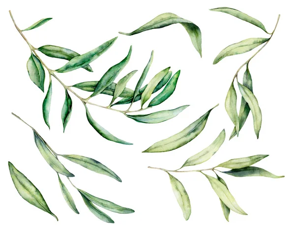Acuarela hojas de olivo y conjunto de ramas. Ilustración floral pintada a mano aislada sobre fondo blanco para diseño, impresión, tela o fondo . — Foto de Stock