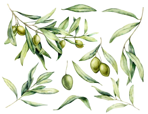 Aqucolor green olive, branch and leaves set. Ручная покрашенная цветочная иллюстрация на белом фоне для дизайна, печати, ткани или фона . — стоковое фото