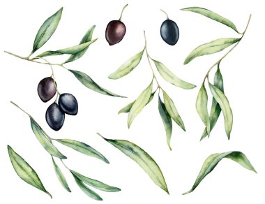 Suluboya siyah zeytin ve yaprakları ayarlayın. Tasarım, baskı, kumaş veya arka plan için beyaz arka planda izole çilek ve dalları ile el boyalı çiçek illüstrasyon.