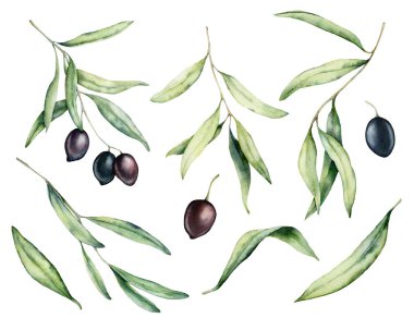 Suluboya siyah zeytin, şube ve yaprakları ayarlayın. Tasarım, baskı, kumaş veya arka plan için beyaz arka planda izole el boyalı çiçek illüstrasyon.