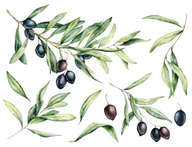 Suluboya siyah zeytin, yaprakları ve şube seti. Tasarım, baskı, kumaş veya arka plan için beyaz arka planda izole el boyalı çiçek illüstrasyon.
