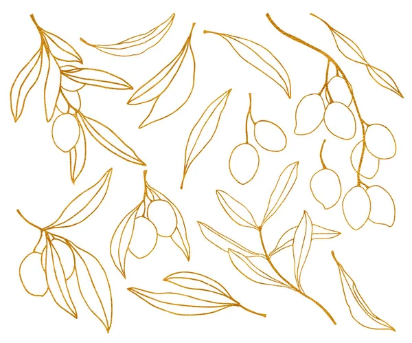 Akwarela złoty szkic z oliwek, liści i gałęzi. Ręcznie malowane kwiatowy zestaw sztuki linii. Ilustracja na białym tle do projektowania, druku, tkanin lub tła. — Zdjęcie stockowe