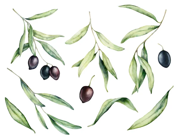 Aquarel zwarte olijf, tak en bladeren set. Handgeschilderde bloemen illustratie geïsoleerd op witte achtergrond voorontwerp, print, stof of achtergrond. — Stockfoto