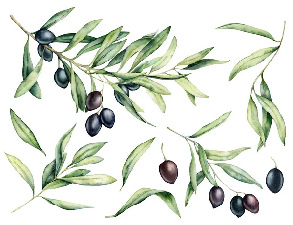 水彩黑橄榄, 叶子和树枝设置。手绘花卉插图隔离在白色背景为设计、打印、织品或背景. — 图库照片