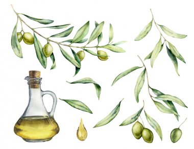 Yeşil zeytin, zeytin ve yağ ile şişe ile suluboya seti. Beyaz arka plan üzerinde izole yaprakları ile zeytin meyveleri ve ağaç dalları ile el boyalı illüstrasyon. Tasarım, baskı ve kumaş için.