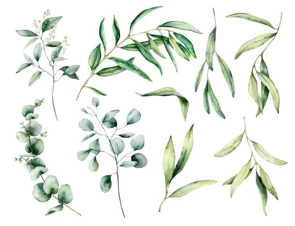 Aquarel set met olijf-en eucalyptus tak, bladeren. Handgeschilderde bloemen illustratie geïsoleerd op witte achtergrond voorontwerp, afdrukken, stof of achtergrond. — Stockfoto