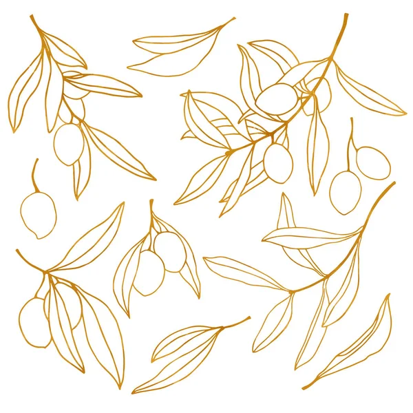 Boceto de oro vectorial con oliva, hojas y rama. Set de arte de línea floral pintado a mano. Ilustración aislada sobre fondo blanco para diseño, impresión, tela o fondo . — Vector de stock