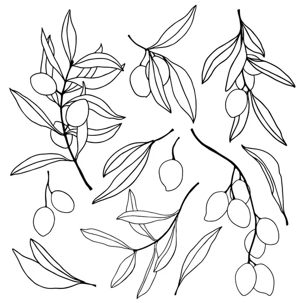Set vettoriale con rami di ulivo, bacche e foglie. Set floreale dipinto a mano. Illustrazione isolata su sfondo bianco per design, stampa, tessuto o sfondo . — Vettoriale Stock