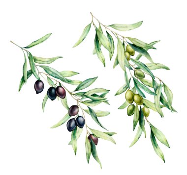 Suluboya zeytin ağacı dalı yeşil ve siyah zeytin, yaprak ile ayarlayın. Tasarım, baskı, kumaş veya arka plan için beyaz arka plan üzerine yalıtılmış el boyaması çiçek illüstrasyon.