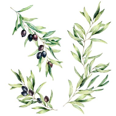 Suluboya zeytin ağacı dalı yaprakları ve siyah zeytin ile ayarlayın. Tasarım, baskı, kumaş veya arka plan için beyaz arka plan üzerine yalıtılmış el boyaması çiçek illüstrasyon.